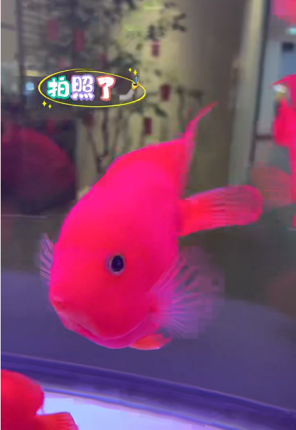 大本营早餐来了