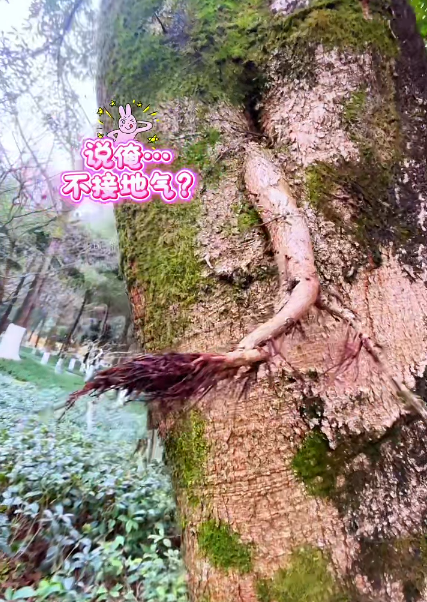 大本营早餐来了