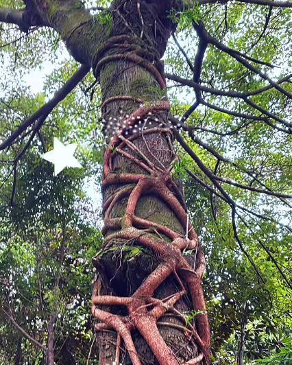 大本营早餐来了