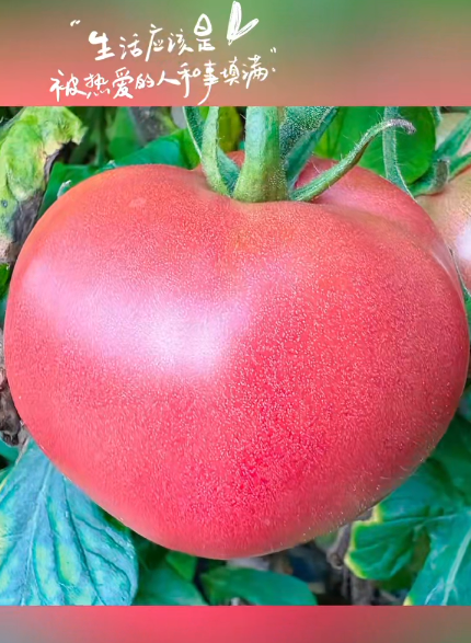 大本营早餐来了